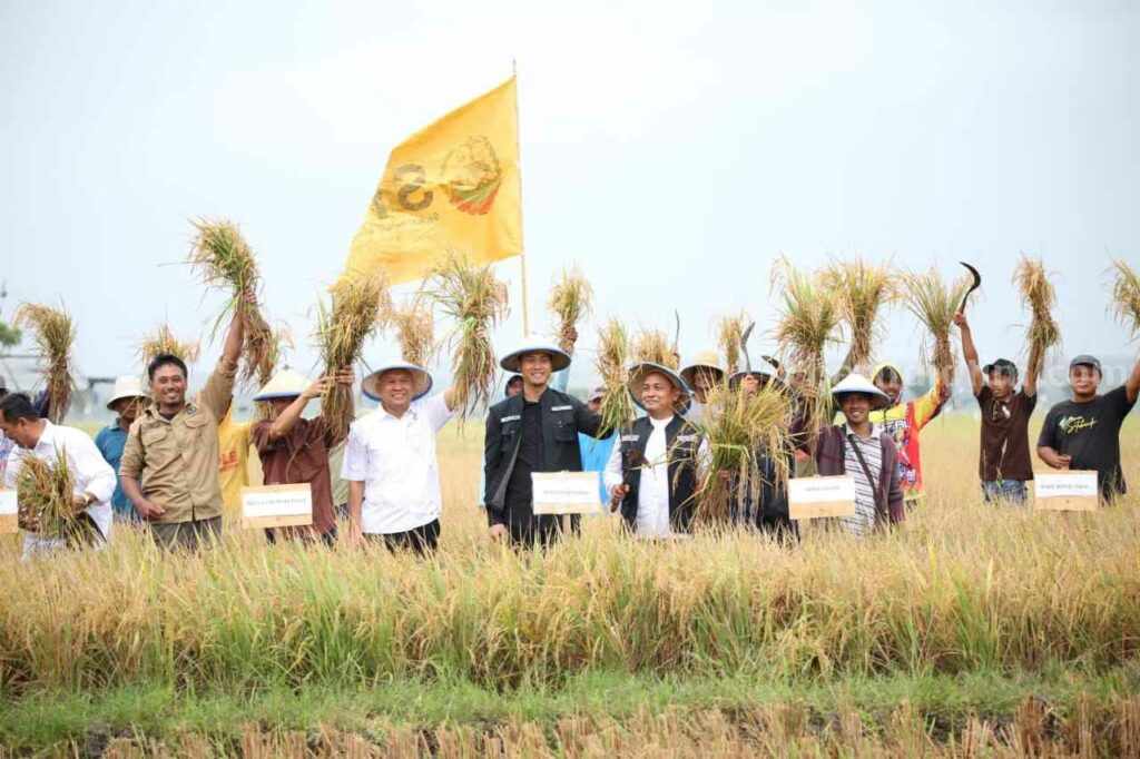 Menteri Koperasi dan UKM RI Teten Masduki bersama Bupati dan Wakil Bupati Tuban, serta jajaran yang lain saat panen padi. [Foto:Diah Ayu/beritajatim.com]