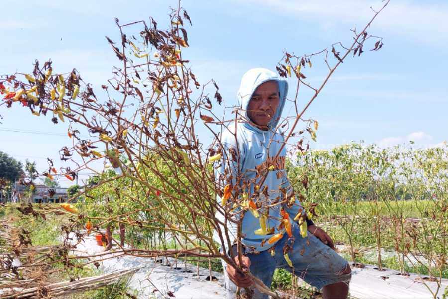Petani Cabai Madiun Ngenes, Tanaman Kena Hama, Harganya Anjlok Petani cabai di Desa Kertosari, Kecamatan Geger, Madiun saat menunjukkan kondisi tanaman yang terkena hama, Rabu (19/7/2023)