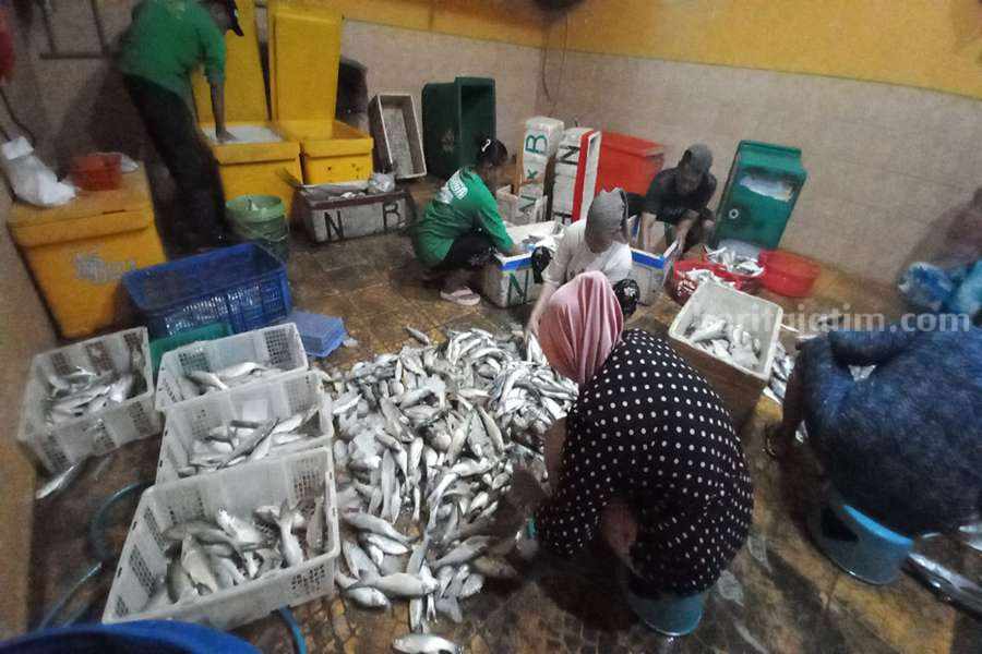 Hasil Tangkapan Ikan di Kota Pasuruan Terus Naik Sejumlah nelayan yang melakukan sortir ikan hasil tangkapan.