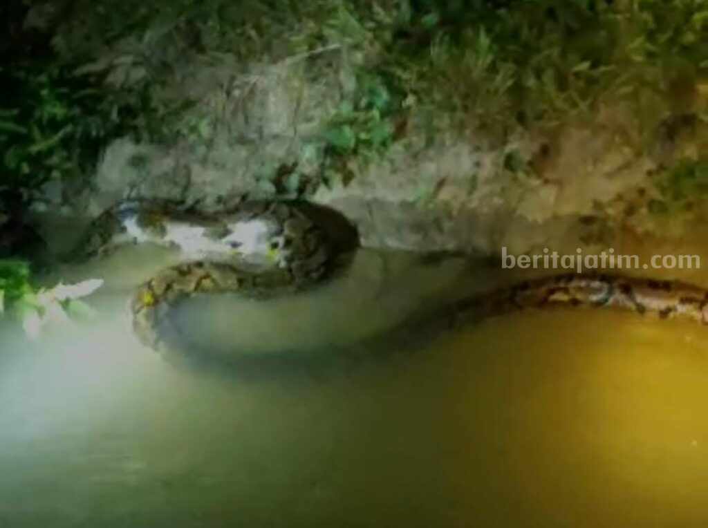 Ular sanca kembang yang ditemukan warga Bangkalan (Foto: Zamachsari/beritajatim.com)