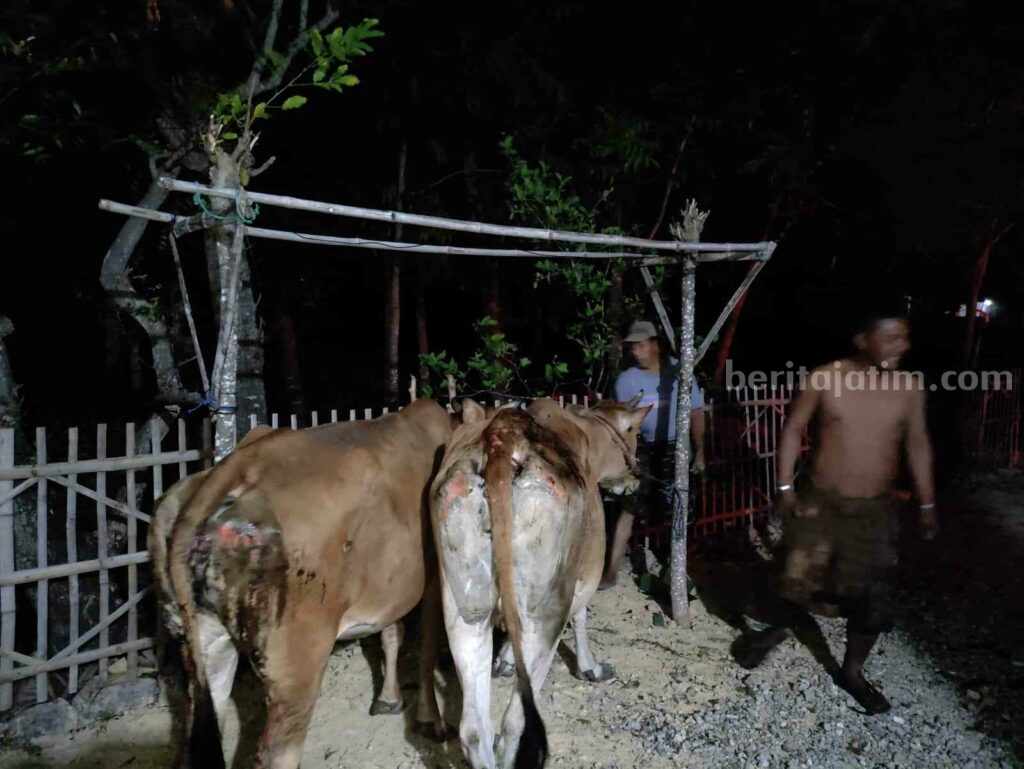 Dua ekor sapi luka bakar saat kandang terbakar (Foto: Zamachsari/beritajatim.com)