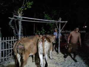 Dua Ekor Sapi di Sampang Nyaris Terpangang Hidup-Hidup Dua ekor sapi luka bakar saat kandang terbakar (Foto: Zamachsari/beritajatim.com)