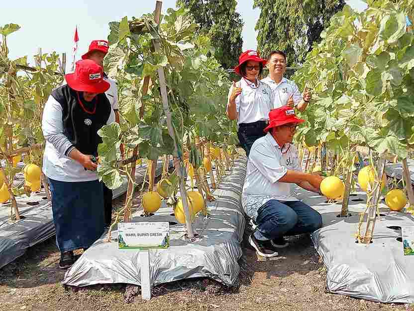 Dirut Petrokimia Gresik Dwi Satryo Annurogo (kanan) didampingi Wabup Gresik Aminatun Habibah saat melakukan petik buah melon di kebun percobaan