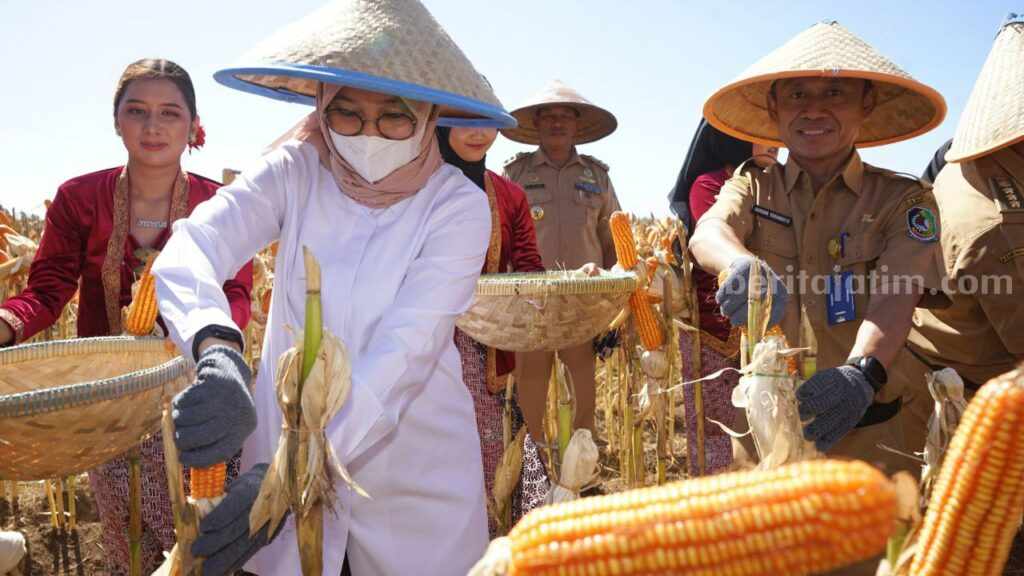 Panen 250 Ribu Ton, Produktivitas Jagung Banyuwangi Perlu Dipertahankan Bupati Banyuwangi Ipuk Fiestiandani saat Molong Jegung, (panen jagung), Selasa (11/7/23).