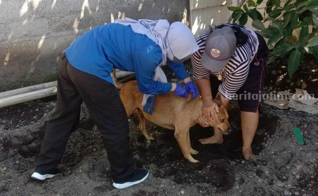 Usai Buru Hewan Liar, Disperta Pangan Banyuwangi Sasar Hewan Rumahan