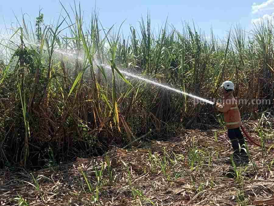 Petugas dari Damkar BPBD Kabupaten Mojokerto melakukan pemadaman di lahan tebu di Dusun kedungklinter RT 02 RW 01, Desa Canggu, Kecamatan Jetis, Kabupaten Mojokerto. [Foto : ist]