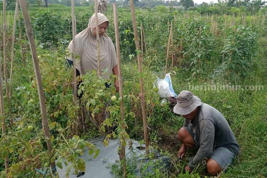 Mantan Pegawai PT. Tirta Investama Pandaan saat memanen hasil berkebunnya.