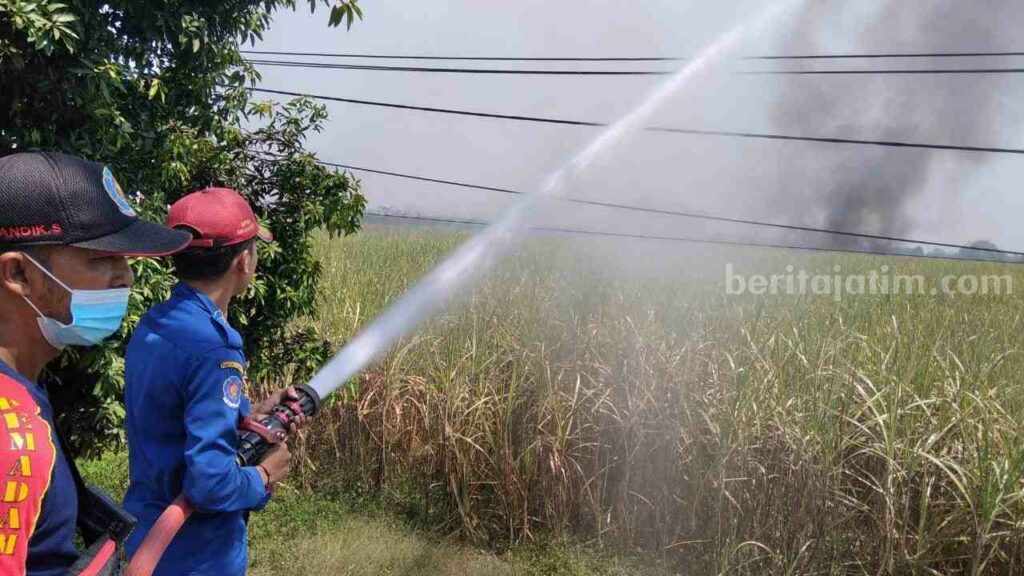 Petugas PMK BPBD Kabupaten Mojokerto melakukan pemadaman di lahan tebu milik Toyib di Dusun Pacing, Desa Pacing, Kecamatan Bangsal, Kabupaten Mojokerto. [Foto : ist]