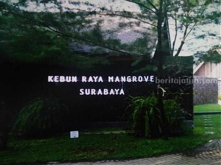 Sejarah Kebun Raya Mangrove Surabaya yang Baru Saja Diresmikan Kebun Raya Mangrove Surabaya. (Sumber foto: katalog KRM Surabaya)