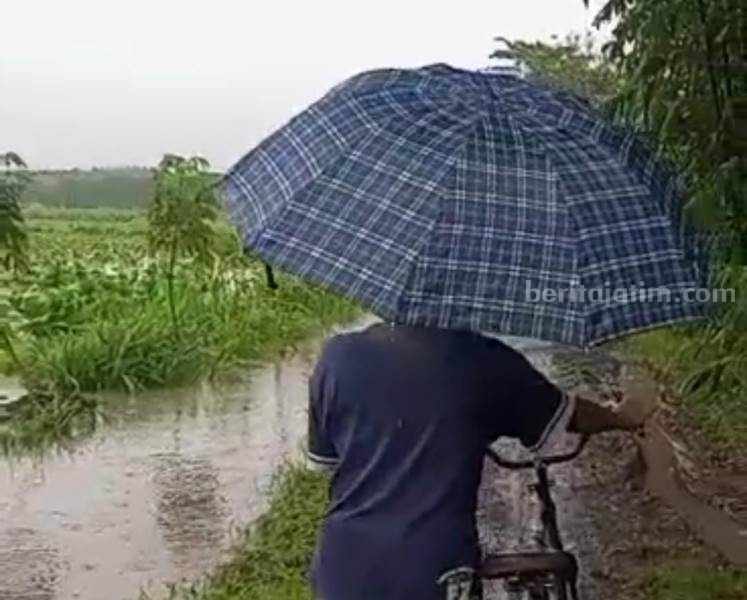 Gagal Panen Tembakau Terparah di Jember, Asuransi Belum Jelas