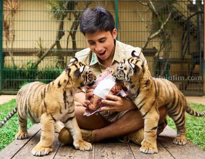 7 Harimau Mati, Alshad Ahmad Tuai Kecaman Netizen Potret Alshad bersama anak harimau. (Sumber foto: Instagram/@alshadahmad)