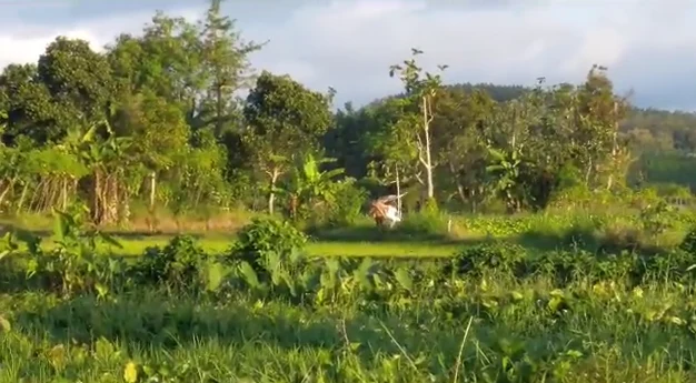 Video Viral Burung Ditembaki