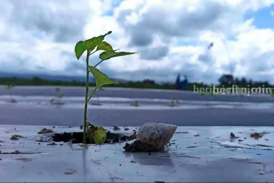 Dilema Petani Cabai Banyuwangi, Harga Tinggi Terancam Keong cabai