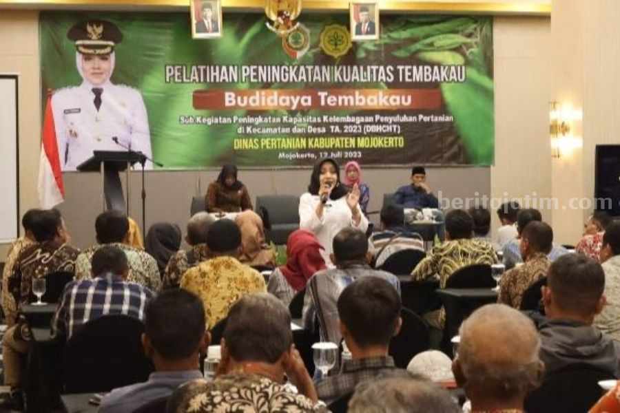 pelatihan kualitas tembakau