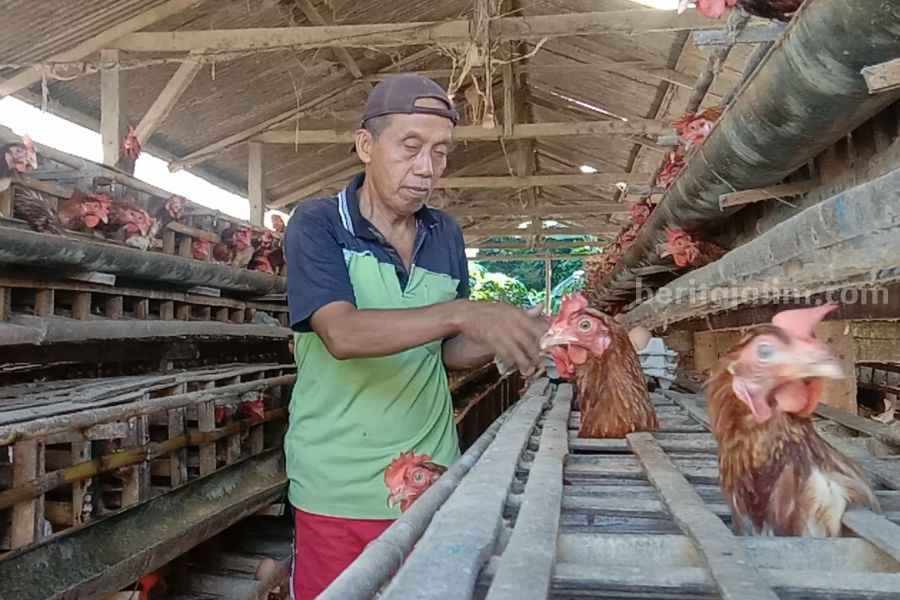 Peternak Ayam Blitar Klaim Tak Pakai Pemanas Elpiji 3 Kg peternak blitar