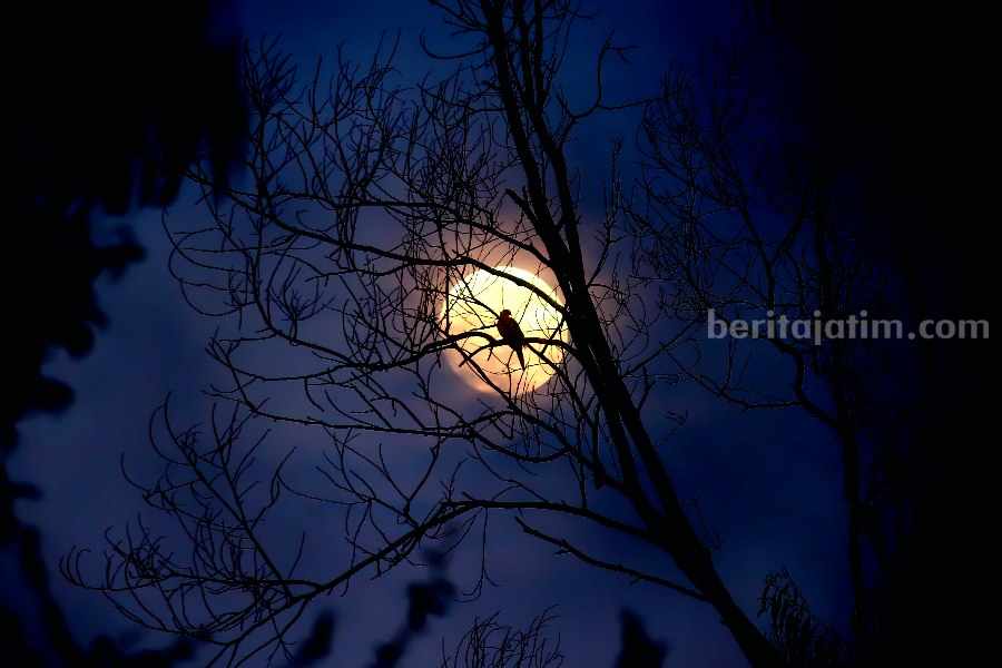 Malam 1 Suro Kapan? Berikut Beberapa Ritual yang Biasa Dilakukan Ilustrasi malam Suro. (Sumber foto: Shakhawat Shaon/pexels.com)