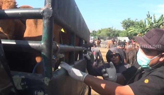 Petugas kesehatan sedang mengecek sapi yang masuk ke pasar hewan Kecamatan Kabuh Jombang, Rabu (12/7/2023)