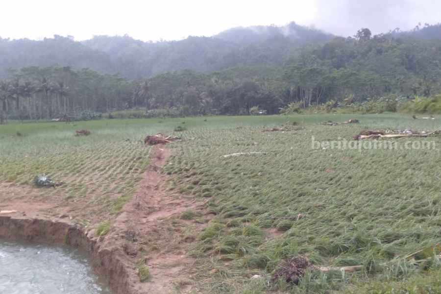 sawah rusak