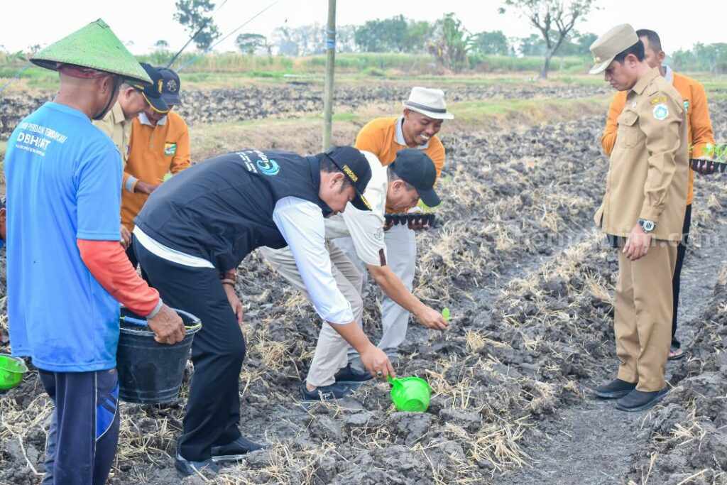Penanaman tembakau yang dilakukan di lahan Lamongan.