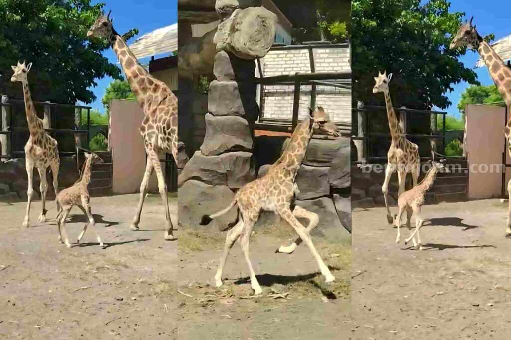 Akbar, bayi jerapah ketujuh yang lahir di Maharani Zoo dan Goa Lamongan.