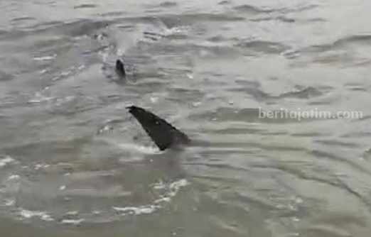 Potongan vidoe nelayan saat merekam adanya ikan hiu tutul di Bangkalan (Foto: Zamachsari/beritajatim.com)