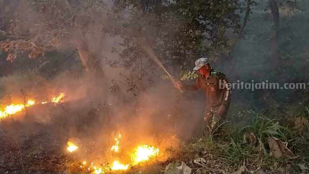 Hutan Kayu Putih