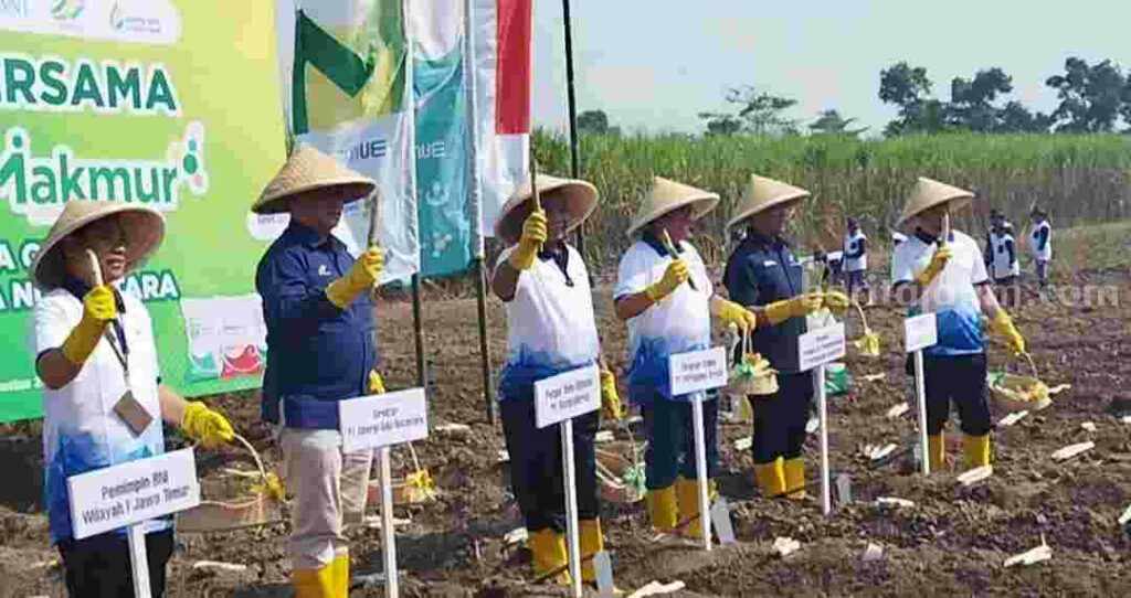Panen Mojokerto
