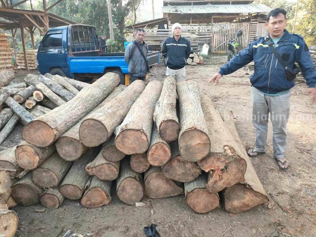 Polres Malang Tangkap 4 Tersangka Pembalakan Liar Kayu Suren Polres Malang mengankan barang bukti Kayu Suren dari 4 tersangka pembalakan liar, Kamis (10/8/2023).