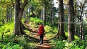 Jalur pendakian menuju Bukit Semar
