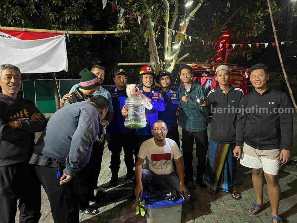 Dramatis, Petugas Damkar Kota Malang Berhasil Evakuasi Ular di Pohon Nangka Caption foto : Proses evakuasi ular di pohon nangka. (Tim Pemadam Kebakaran Kota Malang)
