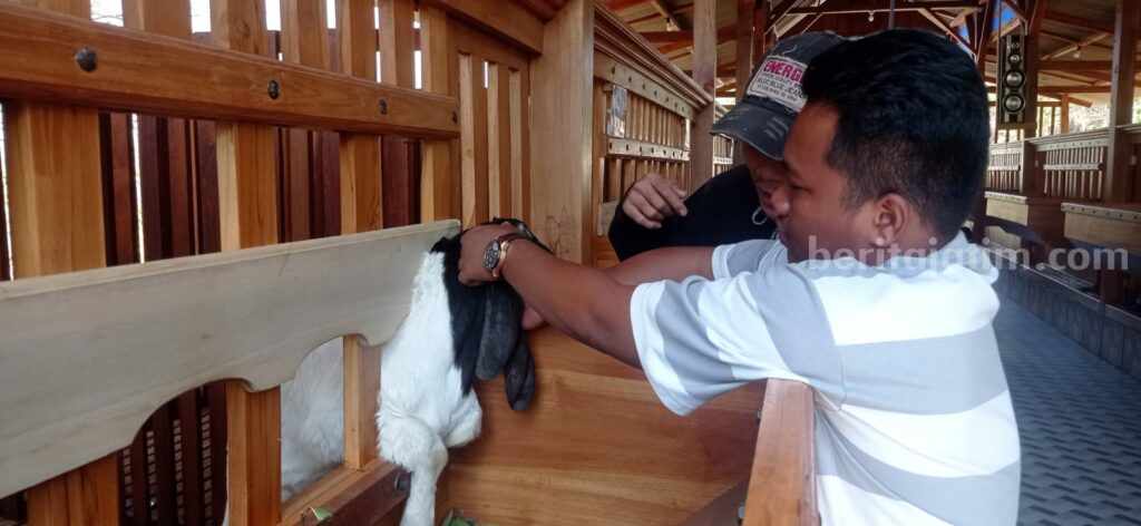 Hasil tangkapan layar video tiktok milik @nyonyasega kandang kambing mewah yang tengah viral.
