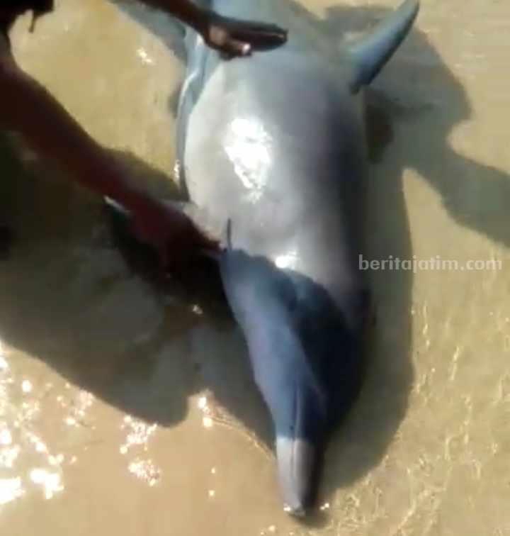 Ikan Lumba-Lumba Muncul di Pantura Sampang Warga memikul ikan lumba-lumba untuk digiring ke laut (Foto: Zamachsari/beritajatim.com)