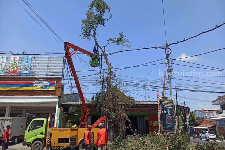 Petugas dari DPUPKP Ponorogo mulai menebangi pohon di Jalan Gajahmada. (Foto/Endra Dwiono/Beritajatim.com)