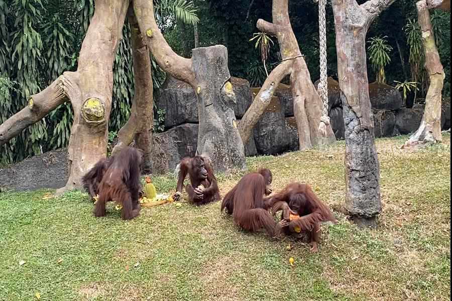 Taman Safari Prigen