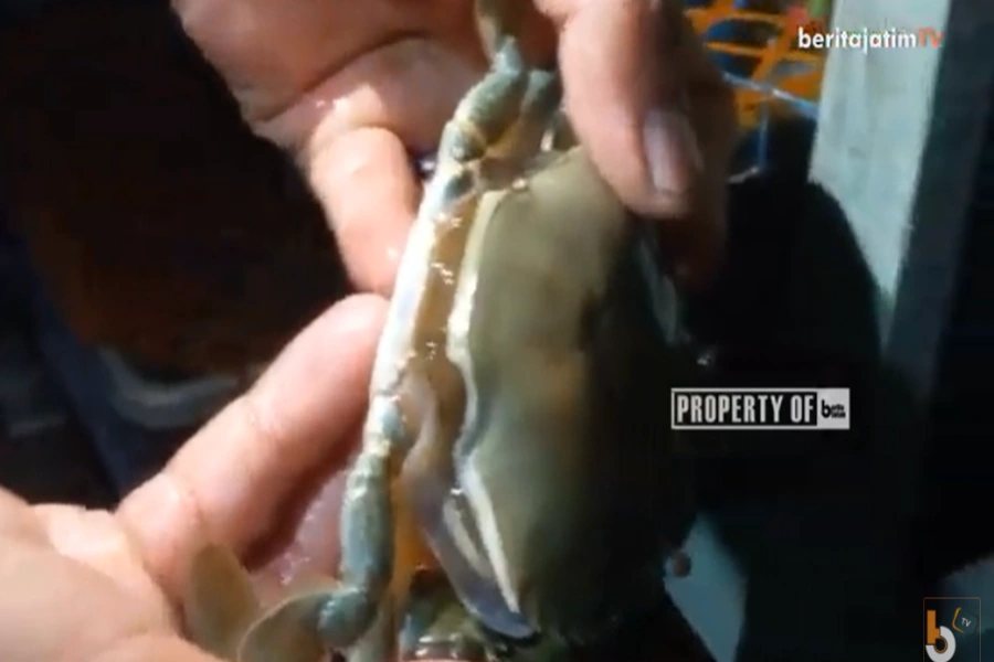 Kepiting Soka