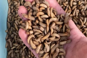 Maggot