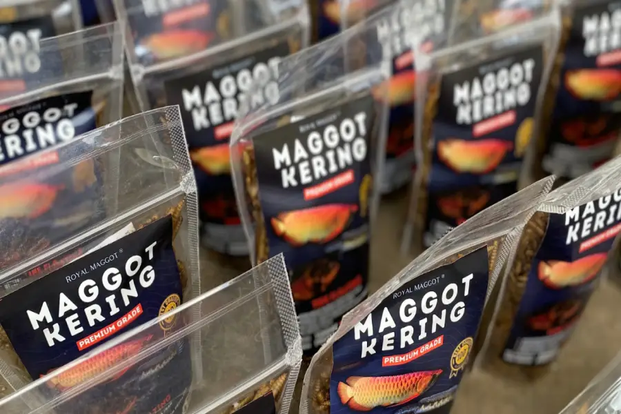 Maggot