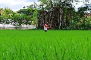 Seorang petani di Ponorogo sedang memberikan pupuk kepada tanaman padinya. (Foto/Dok.Beritajatim.com)