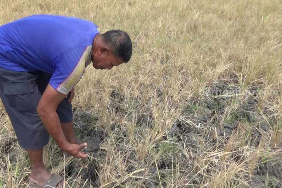 Tanaman padi milik petani di Desa/Kecamatan Paron Kabupaten Magetan, Jawa Timur yang sudah mati akibat kurang air.