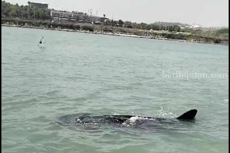 Hiu Tutul 8 Meter Muncul di Perairan Pantura Lamongan hiu tutul