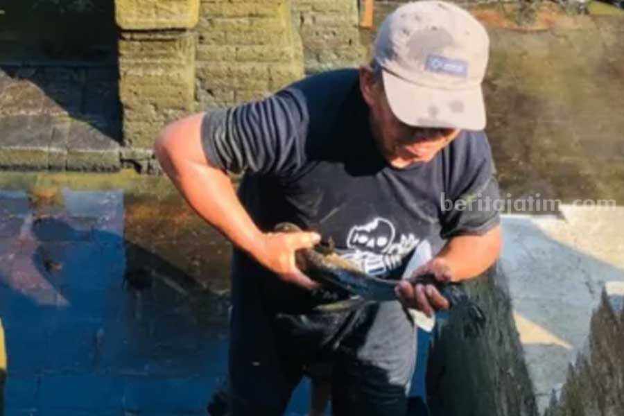 Kuras Situs Petirtaan Dewi Sri, Warga Tangkap Arwah Menjelma Ikan Warga menangkap ikan yang merupakan jelmaan arwah. (Diskominfo)