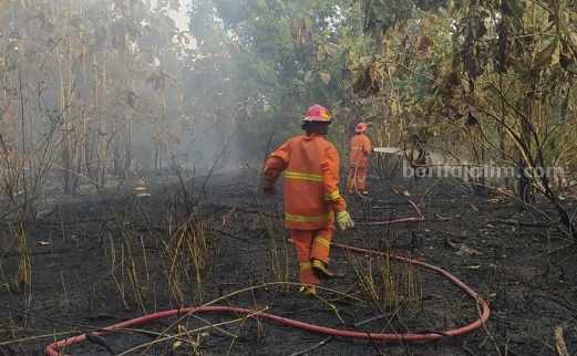 Lahan Jati di Jombang Terbakar Hebat Petugas PMK Jombang memadamkan kebakaran lahan jati di Desa Jatiduwur Kecamatan Kesamben, Jumat (18/8/2023)