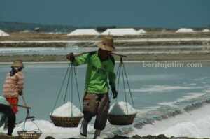 Dinas Perikanan Sumenep Usul Instalasi Washing Plant Garam Petani garam mulai memanen garam di lahan (foto : Temmy/ beritajatim.com)