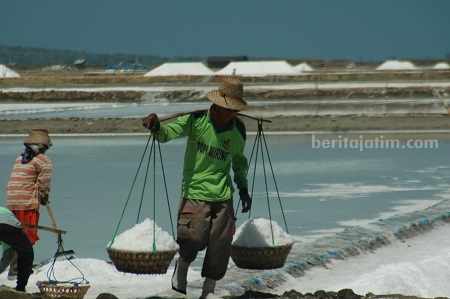 Cuaca Mendukung, Sumenep Target Produksi Garam Rakyat 156 Ribu Ton Lebih Petani garam mulai memanen garam di lahan (foto : Temmy/ beritajatim.com)