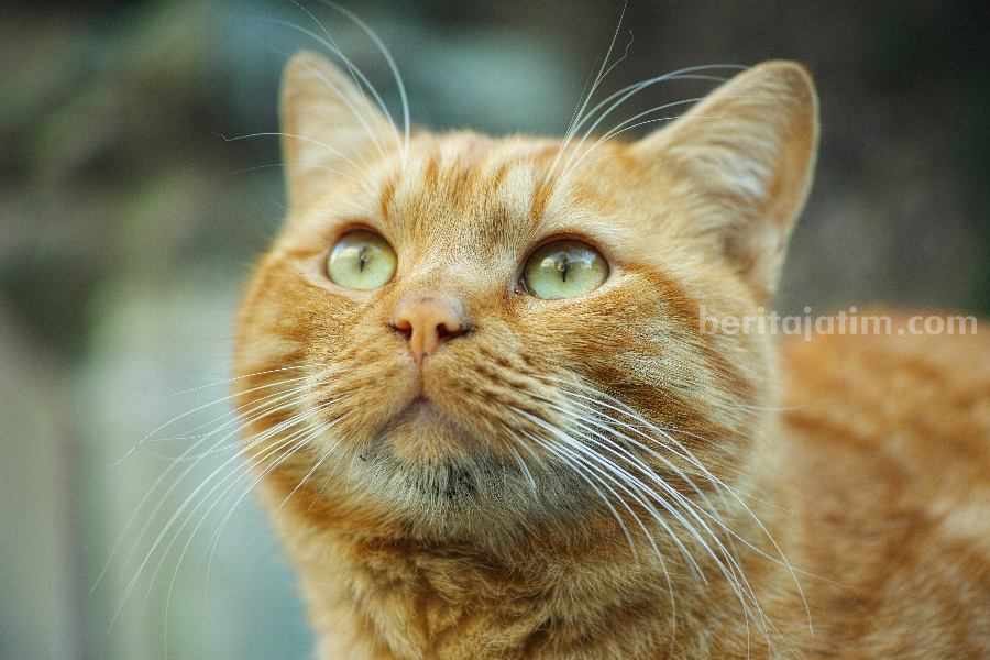Kucing oranye. (Sumber foto: Engin Akyurt/pexels.com)