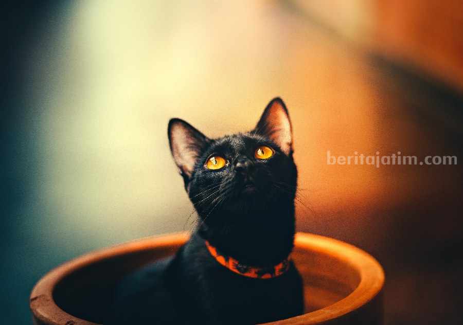 Pegang Rekor Kucing Terkaya di Dunia, Harta Blackie Capai Rp 486 Miliar! Ilustrasi kucing hitam. (Sumber foto: Helena Lopes/pexels.com)