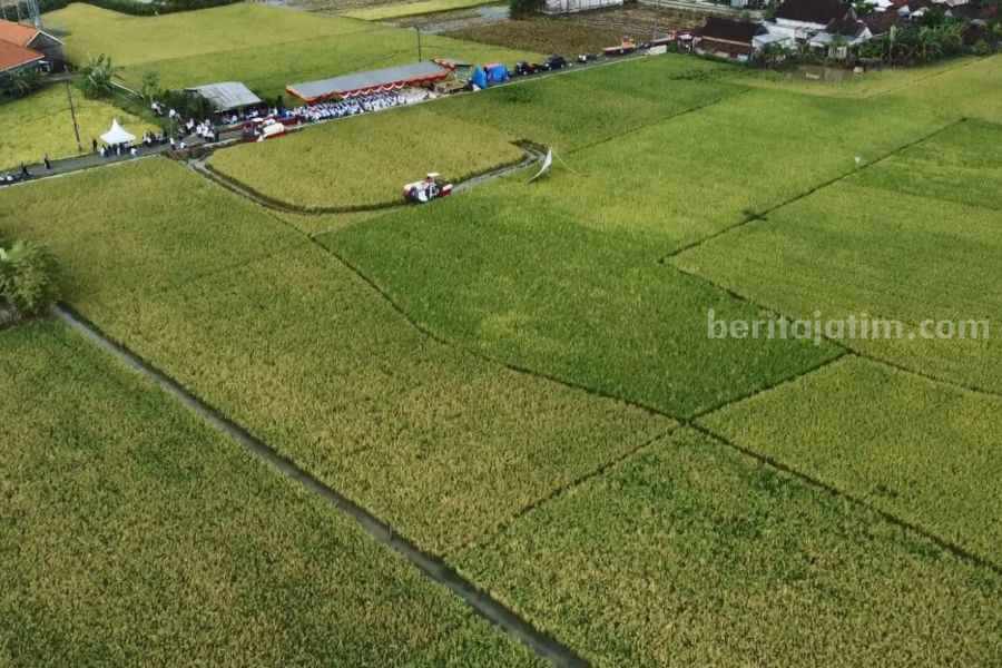 Kepala DKPP Lamongan: Panen Padi Triwulan I 2024 Sesuai Jadwal sawah lamongan