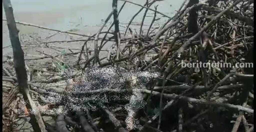 Posisi penemuan mayat nelayan Bangkalan yang tersangkut bakau (Foto: Zamachsari/beritajatim.com)