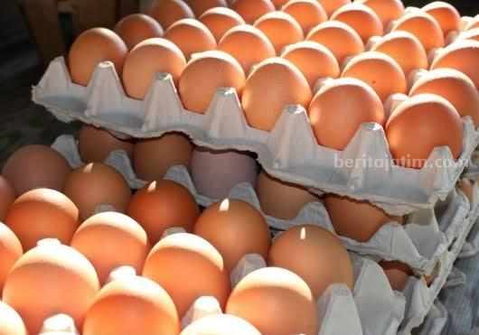 ilustrasi telur ayam