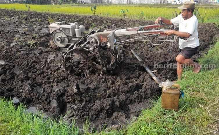 Salah satu aktivitas pertanian di kawasan Sleman DIY yakni membajak sawah untuk menghasilkan lahan yang subur untuk ketahanan pangan di Sleman - Rahajeng Kartika